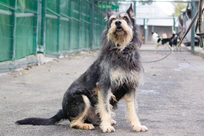 Фокс (2067з-24к)