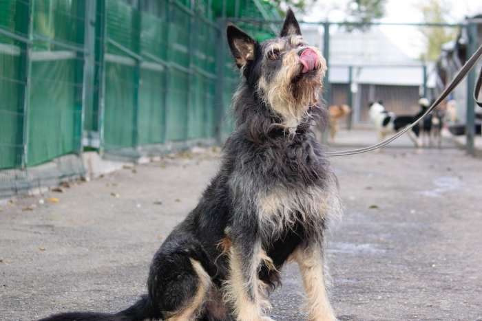 Фокс (2067з-24к)