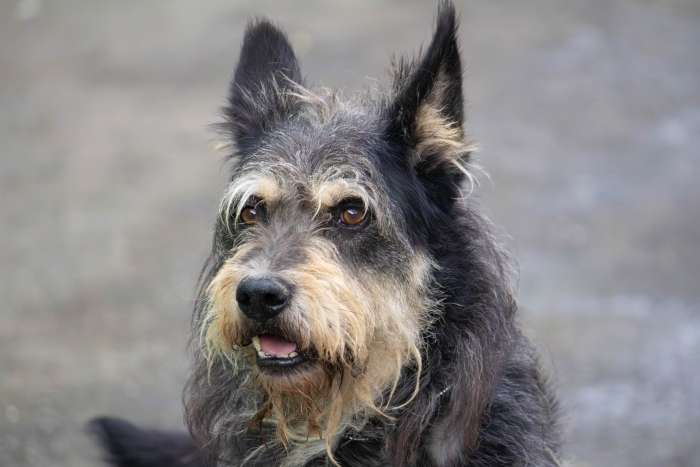 Фокс (2067з-24к)