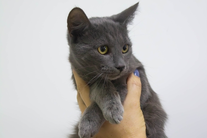 Август (1564з-25к)