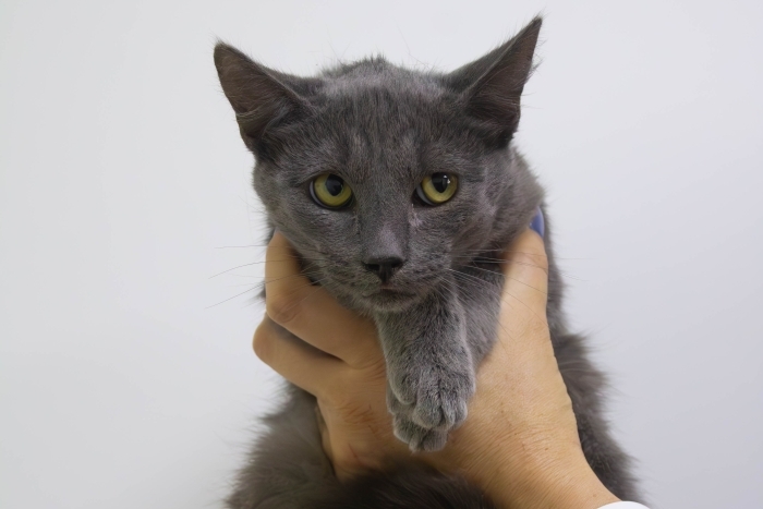 Август (1564з-25к)