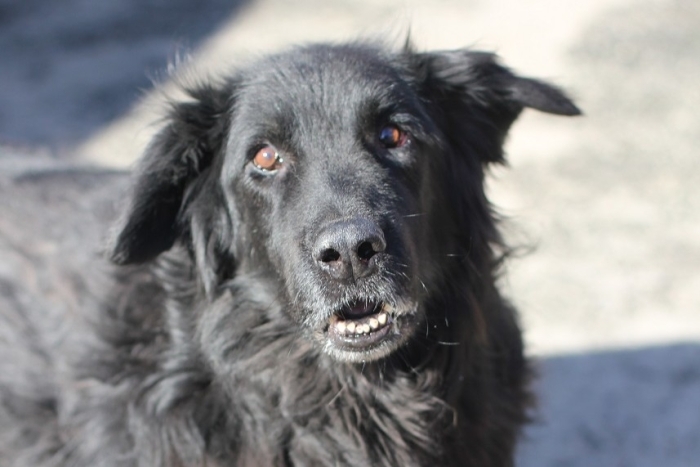 Блэк (1265з-18)