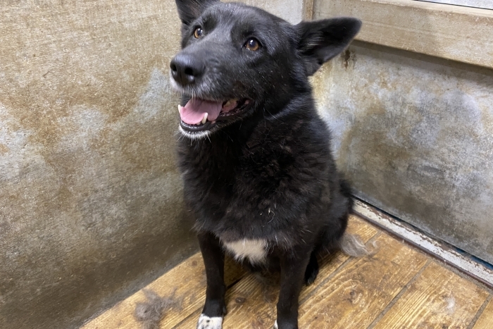 Даниэла (1159з-18)