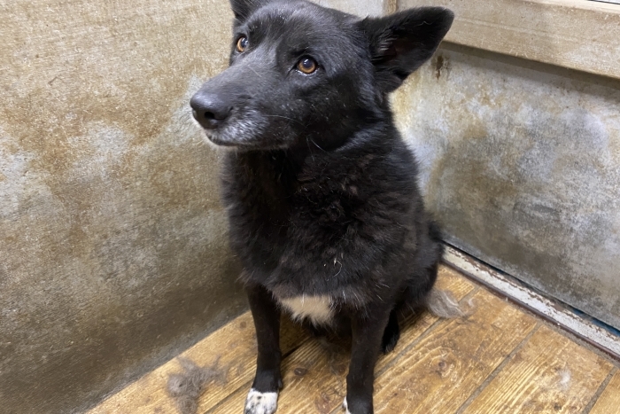 Даниэла (1159з-18)