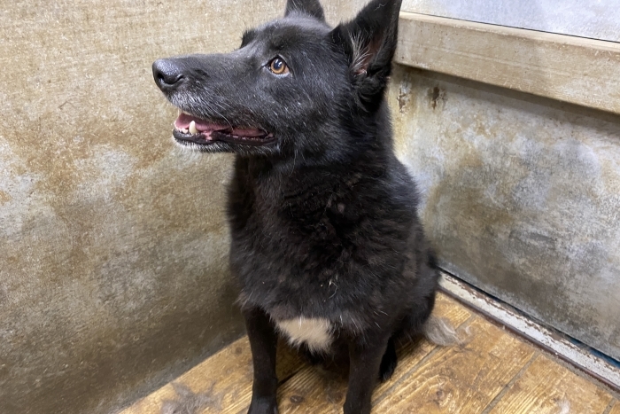 Даниэла (1159з-18)