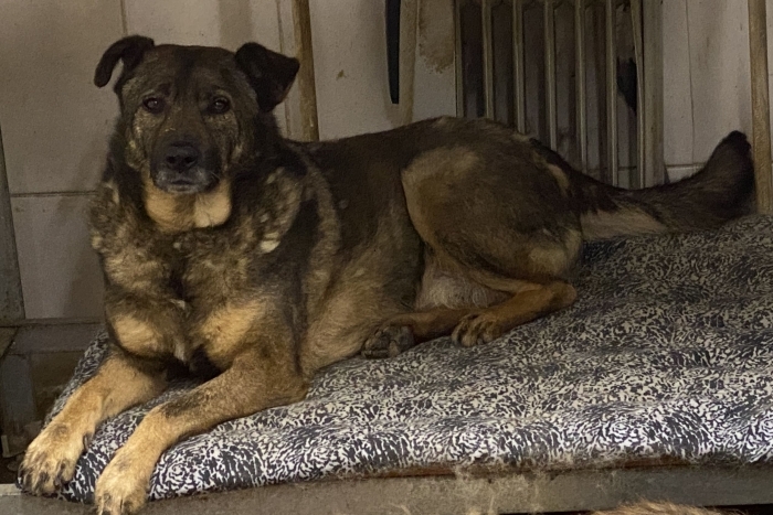 Джордан (916з-17)