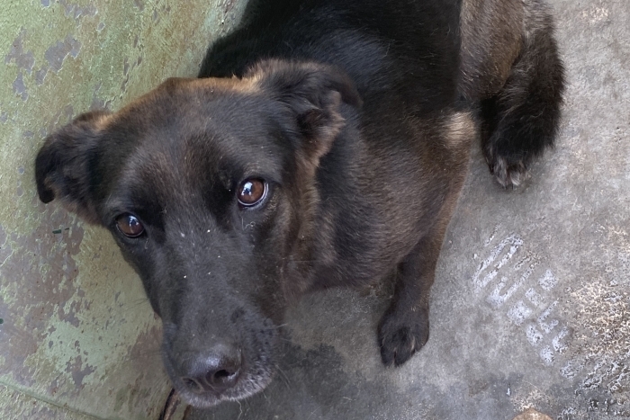 Глафира (1272з-18)