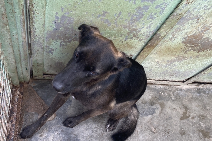 Глафира (1272з-18)