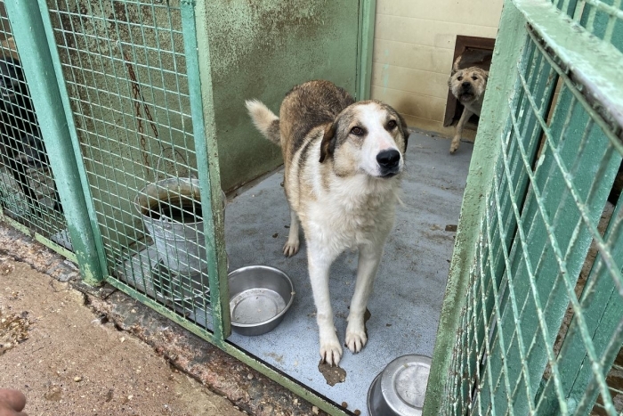 Мейсон (717з-15)