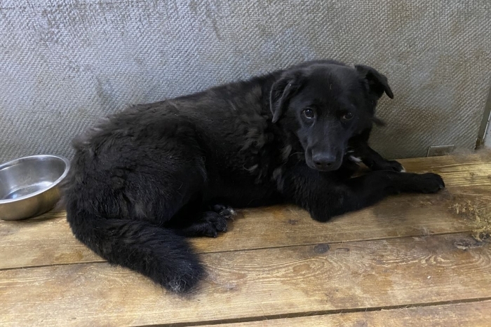 Буба (1221з-18)