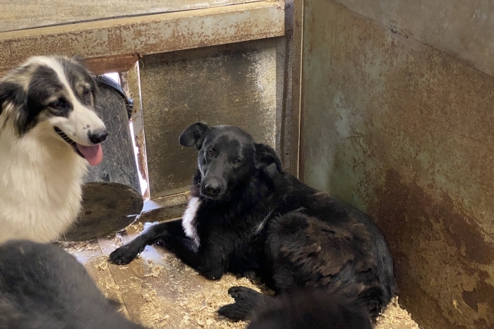 Джага (1062з-18)