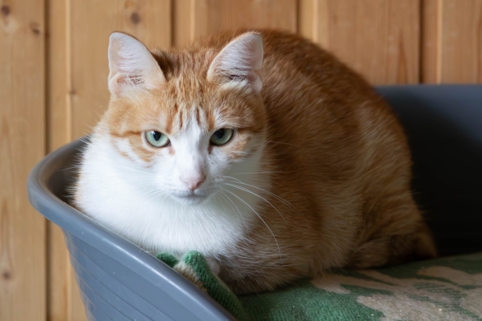 Герда (1491з-25к)