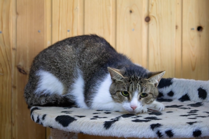 Илья (1238з-24)