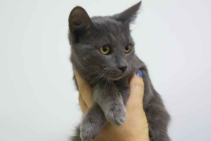 Август (1564з-25к)