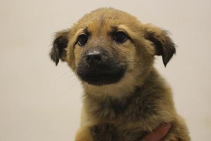 Имир (2248з-26с)