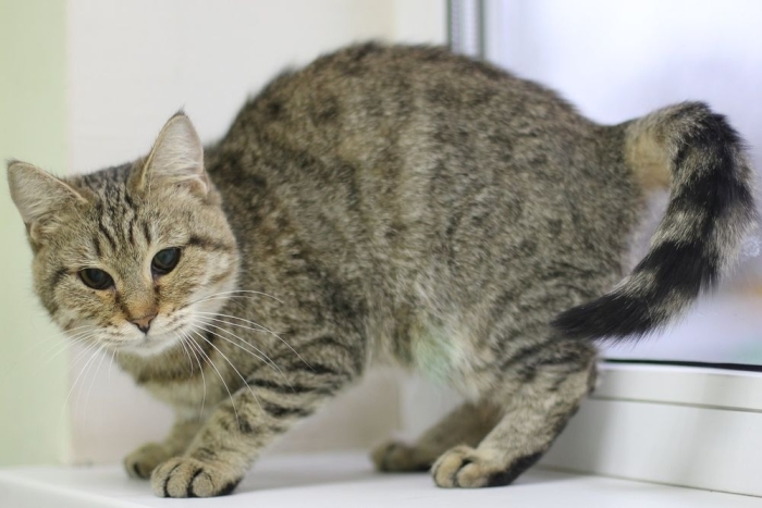 Кантри (1614з-25к)