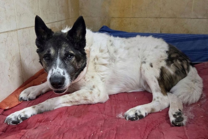 Касиус (2027з-24)