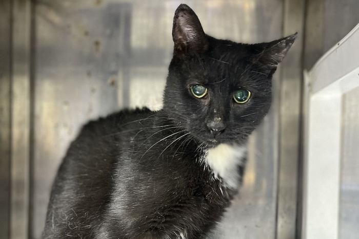 Катрис (1622з-25к)