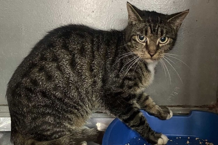 Кэсси (1566-25к)