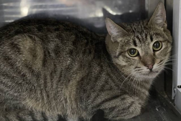 Клык (1620з-25к)