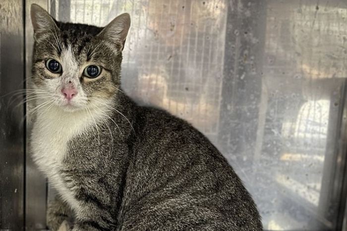 Короста (1623з-25к)