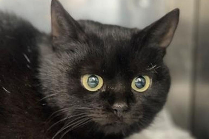 Ламия (1654з-26к)