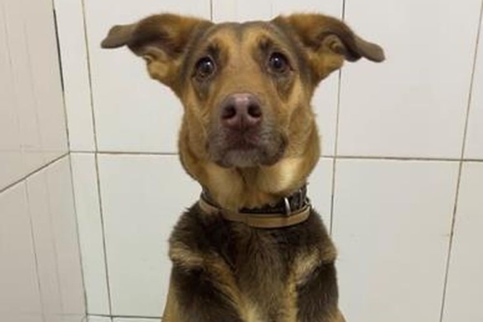 Лана (2217з-25с)