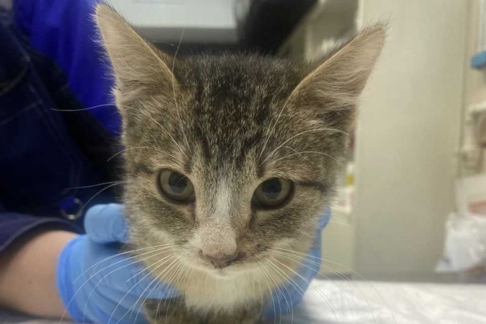 Лапочка (1608-26к)