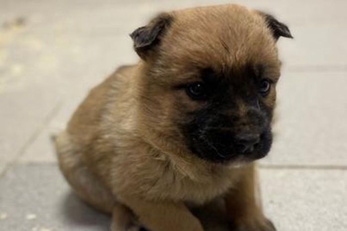 Лулу (2232з-26с)