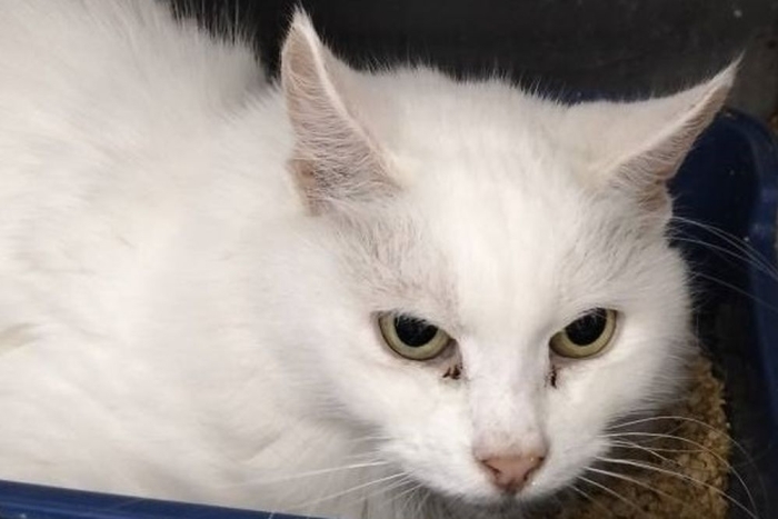 Луна (1613з-25к)