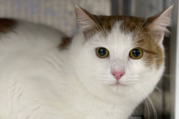 Лунтик (1618з-25к)