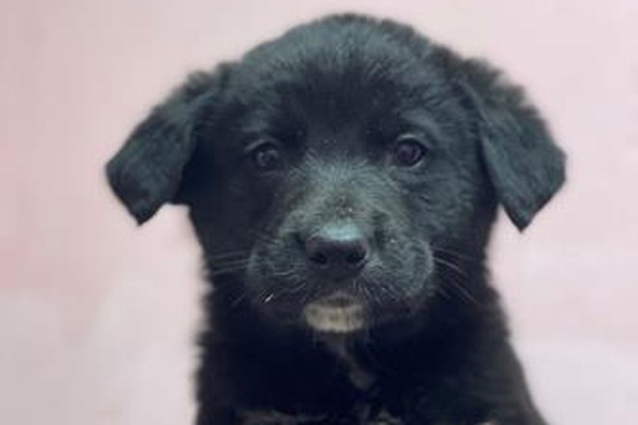 Люпин (2261з-26с)