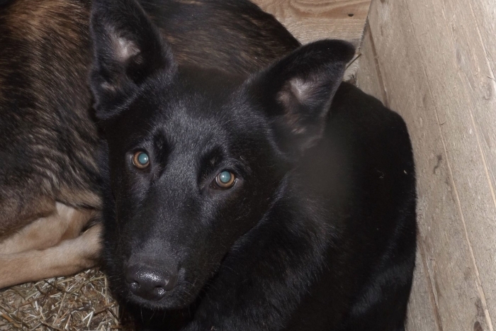 Майбах (801з-16)