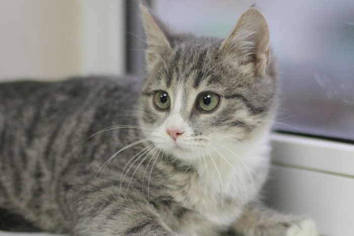 Матиз (1621з-25к)