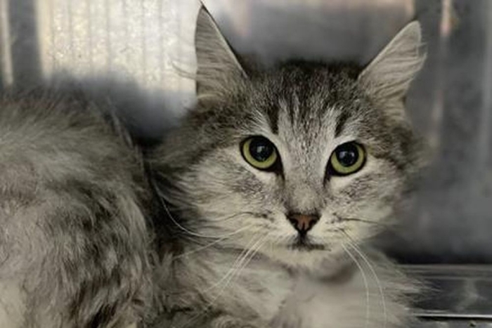 Мороженка (1652з-26к)