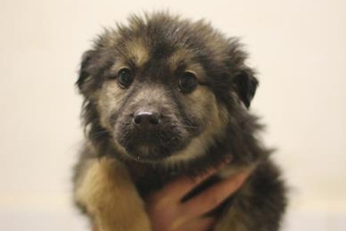 Моти (2245з-26с)