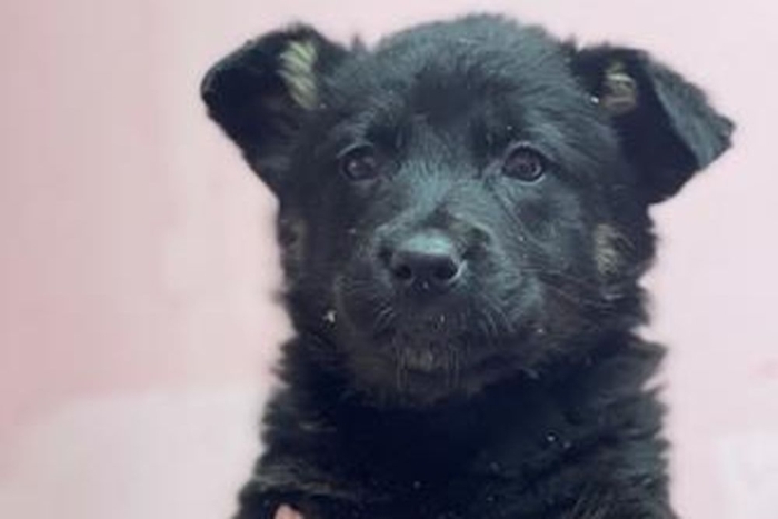 Мята (2267з-26с)