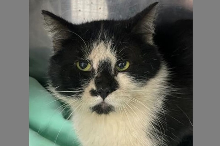 Нэко (1672з-26к)