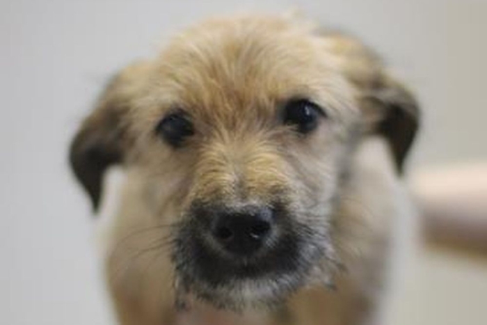 Нуга (2241з-26с)