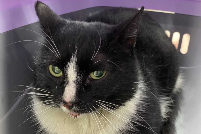 Паарл (1607-26к)