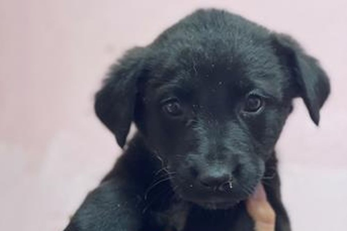 Примула (2266з-26с)