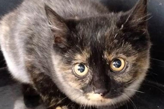 Пружинка (1647з-26к)