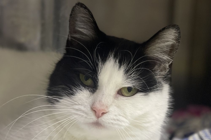 Шагрень (1606з-25к)