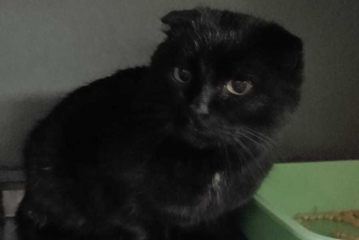 Шелла (1571-25к)