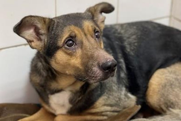 Шерон 2 (2218з-25с)