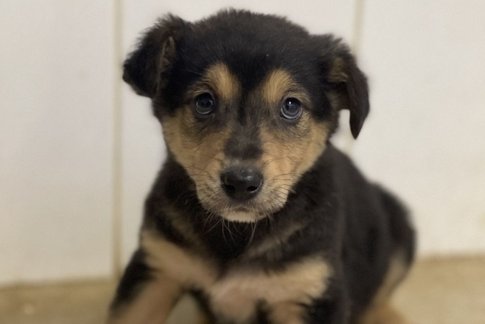 Сибер (2216з-25с)