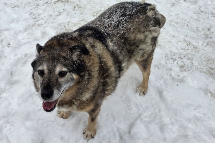 Стрелка (1942з-22)