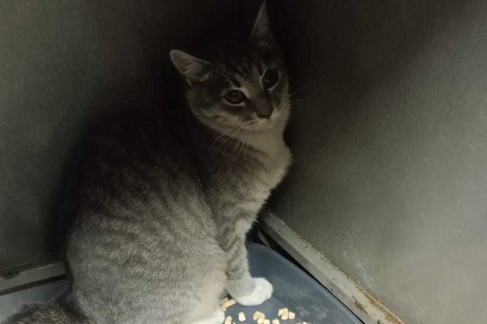 Сьюзи (1572-25к)