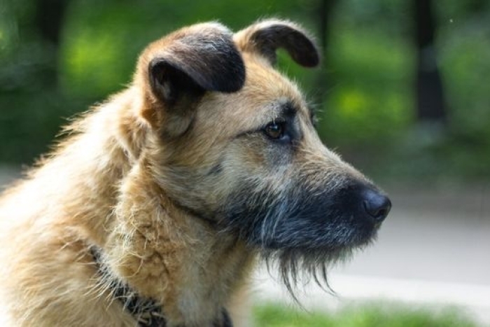 Реджи