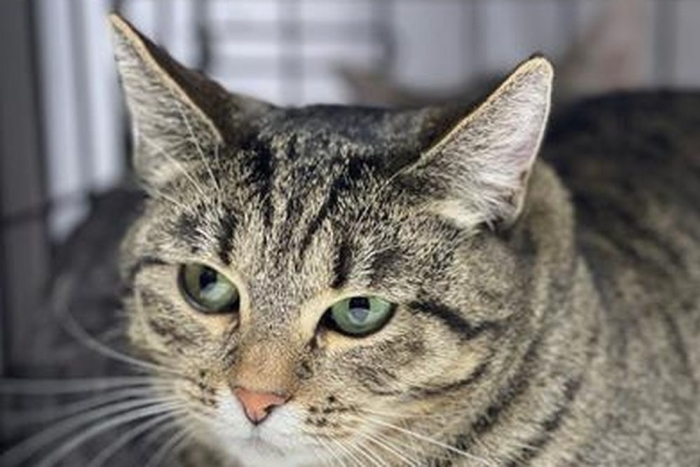 Таврида (1630з-26к)